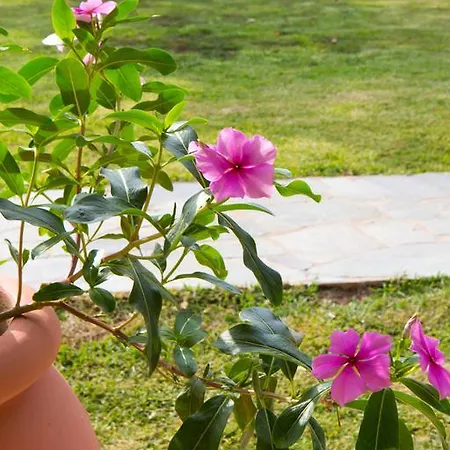 Nikodimos Garden Apartment