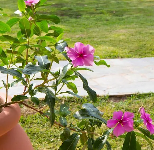 Nikodimos Garden Апартаменты
